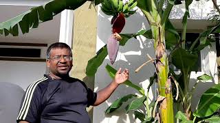 Spadix | inflorescence | natural parthenocarpic berry | Musa paradisica | biologytutorNEET