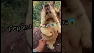 Elleme beni kunduz video hayvan #shorts #hayvan #animal #kunduz #kedi #cat