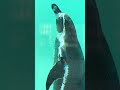 【激かわ】🐧直角にターン🐧フンボルトペンギン🐧福岡市動物園 shorts penguin animals