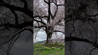 山梨県韮崎市　わに塚の桜