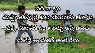 paddy cultivation in my village # వరి పంటలు మా ప్రాంతంలో పండించడం చాలా కష్టం