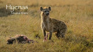 The hyenas enjoying the leftovers - Maasai Mara National Reserve - Kenya 4K HDR