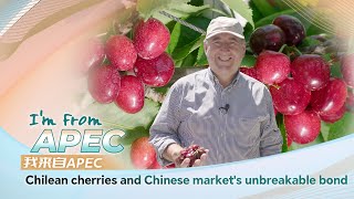 I'm from APEC: Chilean cherries and Chinese market's unbreakable bond