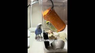 余命１週間と言われたインコが病気を克服してママになった話 #セキセイインコ #メガバクテリア#セキセイインコのいる暮らし