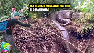Rekaman Amatir Penjelajah Hutan Amazon Bertemu Anaconda Raksasa!! Nekat Tarik Ekornya Malah Begini..