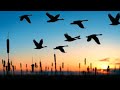 Why Do Birds Fly South for the Winter