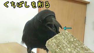 【くちばし研磨】カラスのくちばしを削りたい✂ 20181220、カラス＆猫