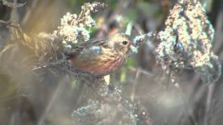 野鳥撮影・ ベニマシコ