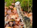 candlesnuff fungus xylaria hypoxylon laden with spores county clare ireland.