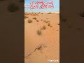 هاوي الخرجات الصحراويةقناة2 🥰الشيخ الليثي رحمه الله ومقطع مذهل جدا جدا جدا 🥰 ما شاء الله صوت اسطوري