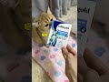 同一窝小奶猫竟然有两个猫妈妈！猫咪的迷惑行为素力高排毛粉 猫咪呕吐 猫咪排毛 化毛片