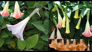 Moonflower/ Datura Plant Propagation in Urdu/Hindi