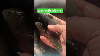 তাজা দেশি কই মাছ #দেশি #কইমাছ #fish #fishlover #shorts #shortsvideo #foryou #shortsviral #today