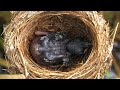 cuckoo chick s survival tactic evicting sibling rivals