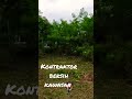 khidmat bersih kebun terbiar 017-328 6900 melaka