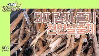 [역전의부자농부 228회]  돼지감자 줄기로 만드는 천연 살충제