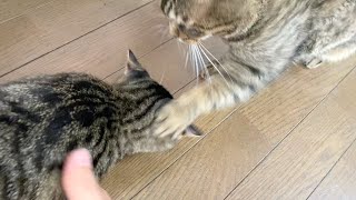 Fight between a new kitten and an older vicious cat