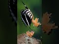 Colorful summer portraif of eurasian hoopoe