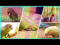 dreams interpretation parrots in dreams கிளிகள் கனவில் வந்தால்...