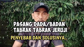 penyebab murai pasang dada/badan dan tabrak jeruji....solusi mengatasinya.