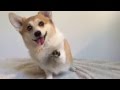 Sneakers the Corgi does Silento's "Watch Me"