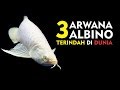 ARWANA SUPER LANGKA - 3 JENIS ARWANA ALBINO TERINDAH DI DUNIA