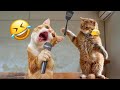 Funniest Cats And Dogs Videos😂- Best Funny Animal Videos 2024😹Part 7