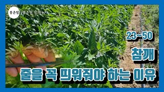 봉춘팜 참깨농사 | 참깨 잘 자랄 때 줄을 띄워줘야 하는 이유