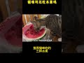 猫咪可以吃什么水果，你知道吗？