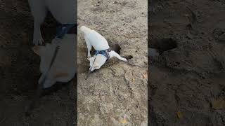 白柴犬寶寶的快樂：挖沙玩土跑跑 狗狗只要這樣就滿足了 white Shiba inu digging holes and running on the sands dog cute moment