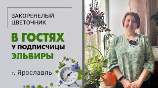 В гостях у Эльвиры, г. Ярославль. Фикусы, хлорофитумы и помидоры