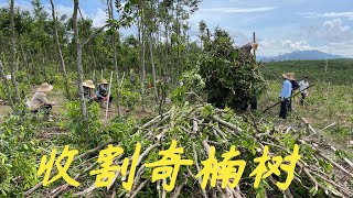 【老林赶野】老林又收割1000棵綠奇楠，收樹這麼久總結出一個經驗給大家分享下