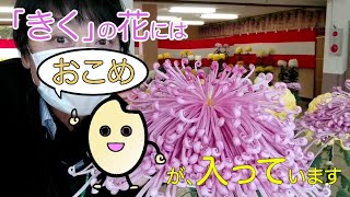 マスク姿の横井紅炎が「きくの花」のお話を「じゃの鼻」でやってみた。