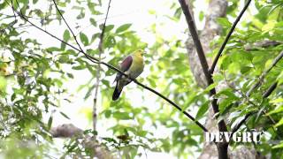 綠鳩 White-bellied Green Pigeon