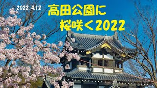 高田公園に桜咲く2022・新潟県上越市高田城址公園（2022.4.12）