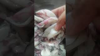 Fresh small squid, ready to cook  #youtubeshorts #trending #squid #adobo #fypシ゚ #foreveryone