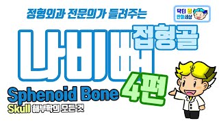 접형골 (Sphenoid bone), 나비뼈에 대한 모든 것 - 4편