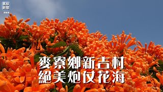 雲林新聞網｜麥寮鄉新吉村炮仗花海盛開 #228連假 #炮仗花 #雲林縣 #麥寮鄉