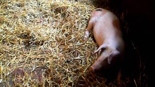 Nazomer op geitenboerderij De Brömmels in Winterswijk-Woold 1