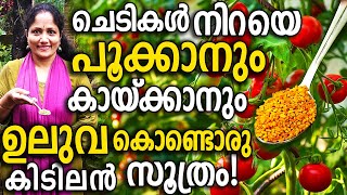 ചെടികൾ നിറയെ പൂക്കാനും കായ്ക്കാനും ഉലുവ കൊണ്ടൊരു കിടിലൻ സൂത്രം!| Use Fenugreek for Yield of plants!