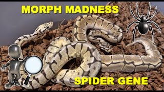 MORPH MADNESS! Spider Ball Python!