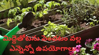 మిద్దె తోటలను ఎందుకు పెంచాలి ఎలా పెంచాలి#how#terracegarden#telugu#మిద్దె తోట@orgakitchen