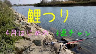 【＃鯉釣り】4月の鯉釣り3連チャン