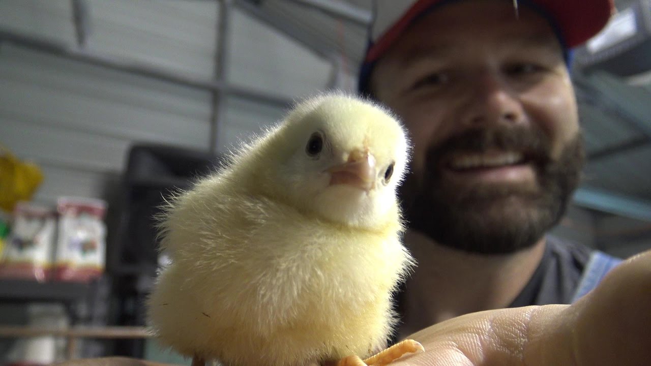 What To Expect When Ordering Chicks Or Chickens From Meyer Hatchery ...