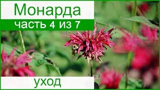 🌸 Уход за монардой в саду: размножение монарды, болезни и вредители