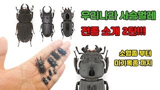 한국의 사슴벌레 2편! 소형종사슴벌레들과 밝혀지지 않은 미기록종![TV생물도감]