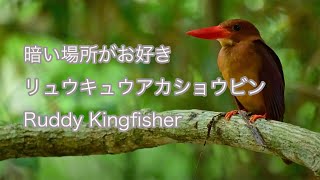 【暗い場所がお好き】リュウキュウアカショウビン Ruddy Kingfisher