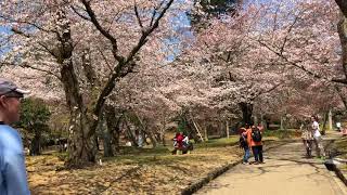 「2018日本賞櫻」真的太美了|奈良公園櫻花已經滿開|三月櫻花雪