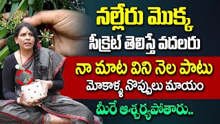 నల్లేరు మొక్క సీక్రెట్ తెలిస్తే వదలరు | Health Benefits of Nalleru Leaves | Aruna Devi | iDream