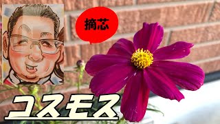 【花】コスモスの育て方・摘芯